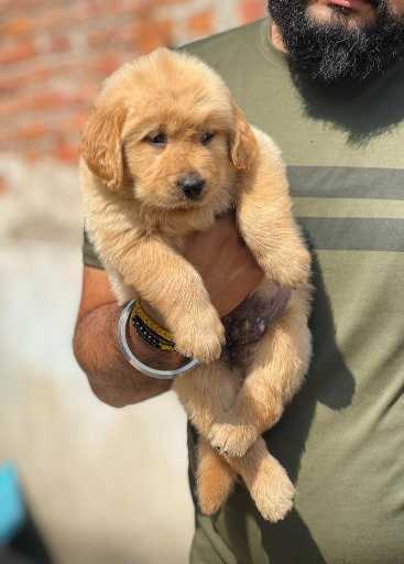 Golden Retriever For Sale In Kollam