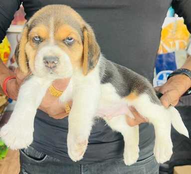 Beagle For Sale In Thiruvananthapuram