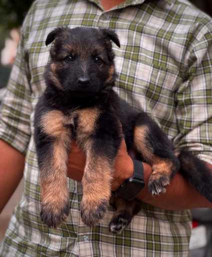 German Shepherd For Sale In Dhubri