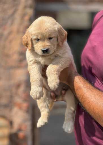 Golden Retriever For Sale In Firozpur