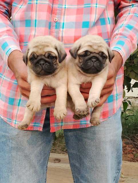 Pug For Sale In Godda