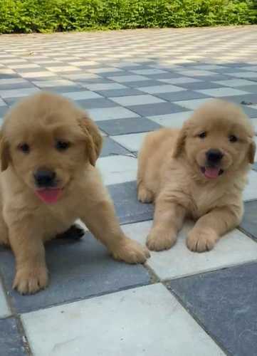 Golden Retriever For Sale In Dhubri