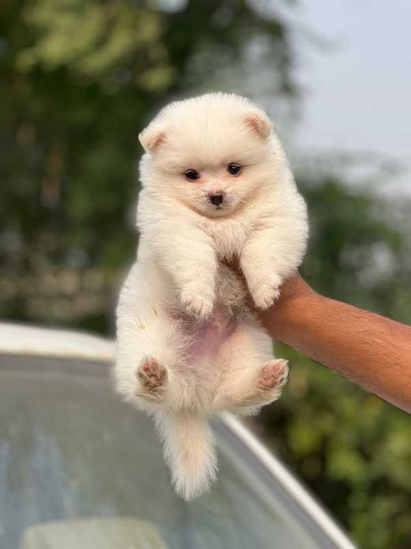 Toy Pom For Sale In Kavaratti