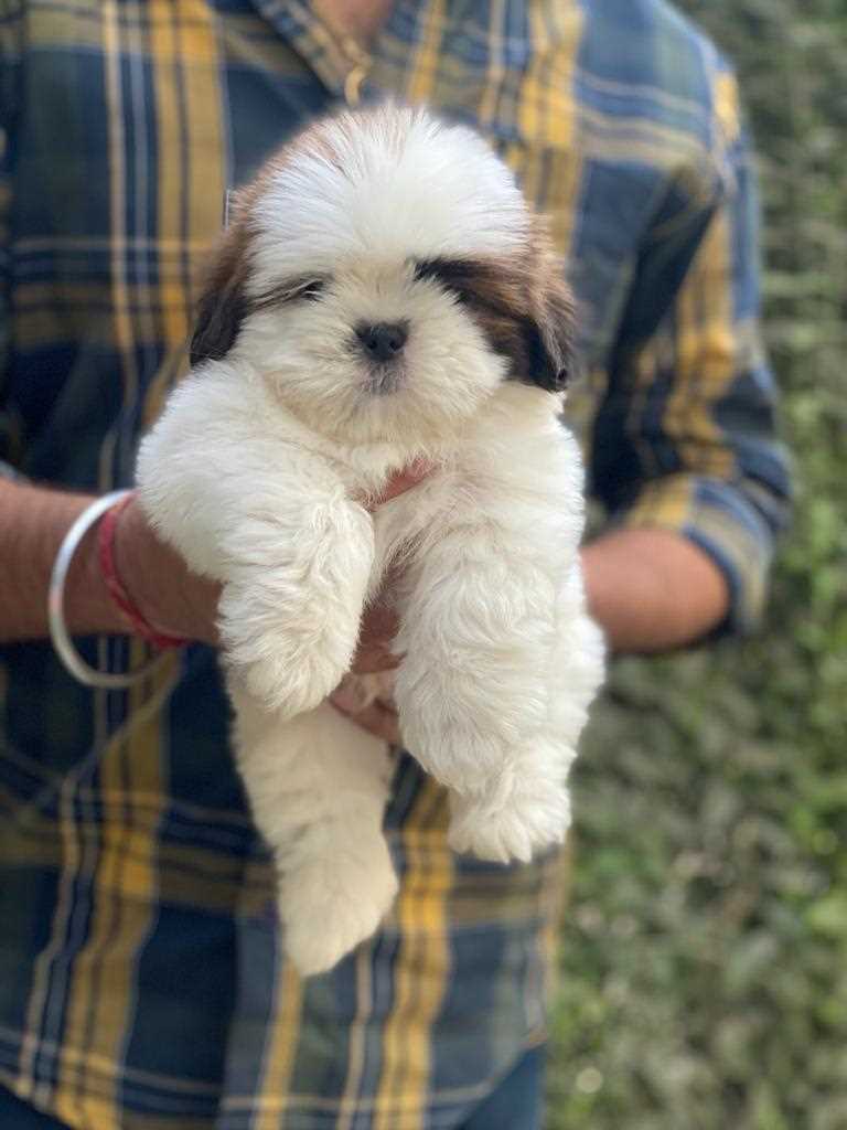 Shih Tzu For Sale In Pathanamthitta