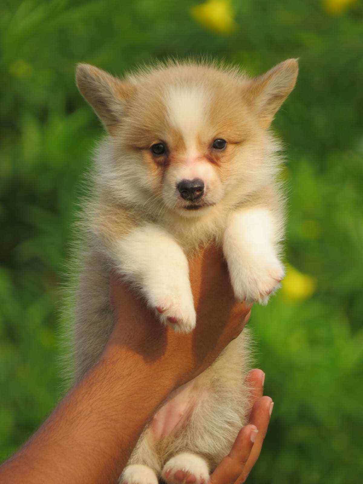 Pembroke Welsh Corgi For Sale In Kannur