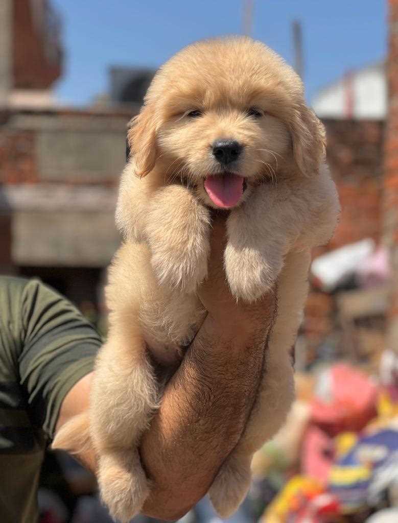 Golden Retriever For Sale In Kasaragod