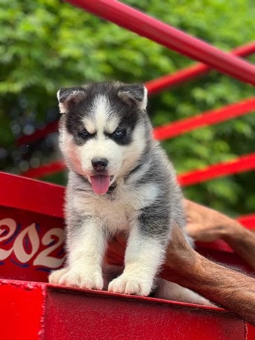 Siberian Husky For Sale In Ahmedabad