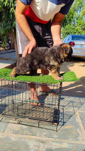 German Shepherd For Sale In Bhatapara
