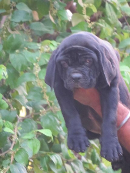 Cane Corso For Sale In Delhi
