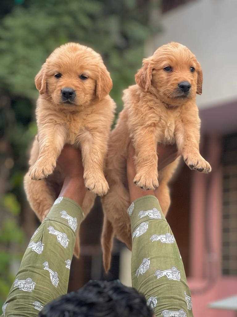 Golden Retriever For Sale In Kanker