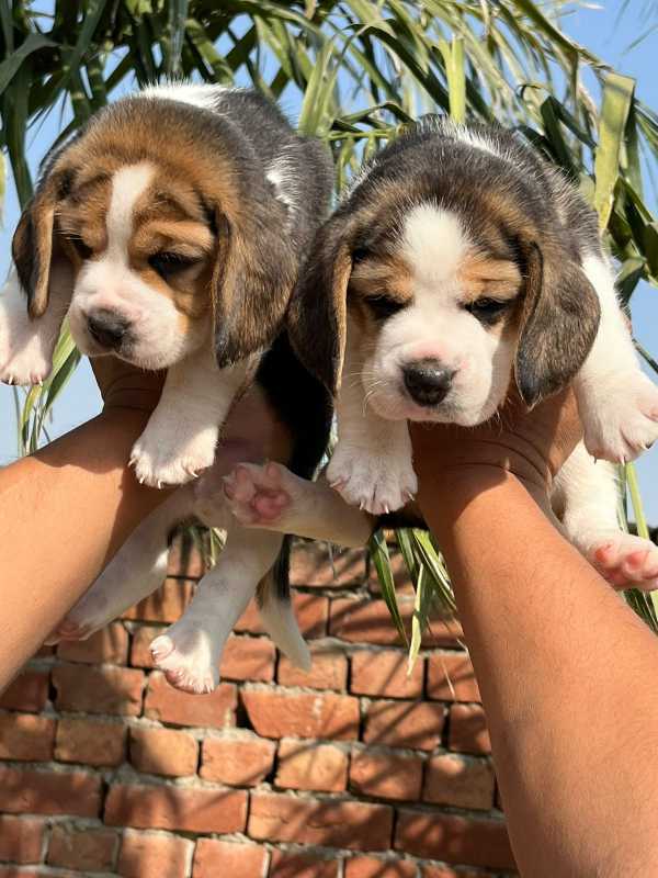 Beagle For Sale In Bhopal