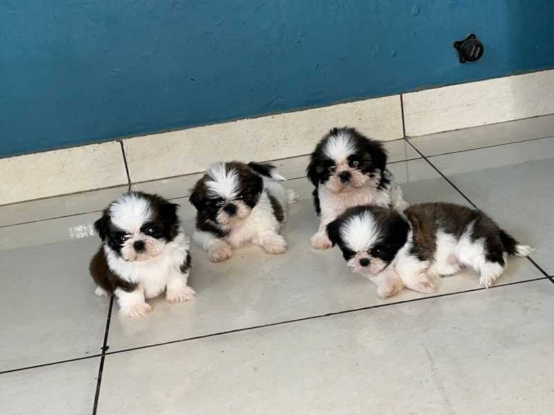 Shih Tzu For Sale In Guwahati