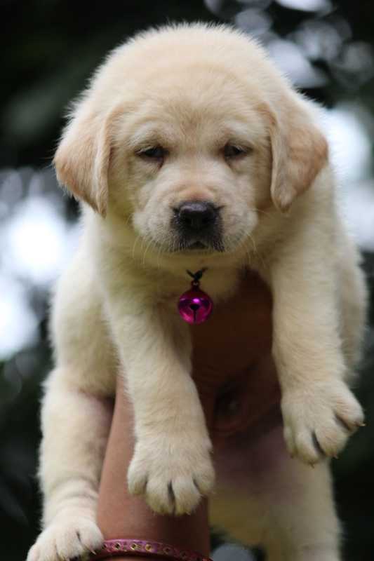 Labrador Retriever For Sale In Delhi