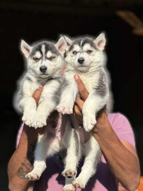 Siberian Husky For Sale In Panaji