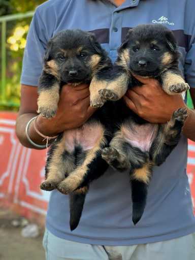 German Shepherd For Sale In Bhubaneswar
