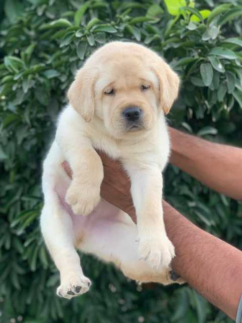 Labrador Retriever For Sale In Baleshwar