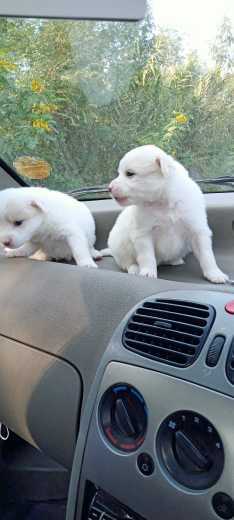 Pomeranian For Sale In Kannur