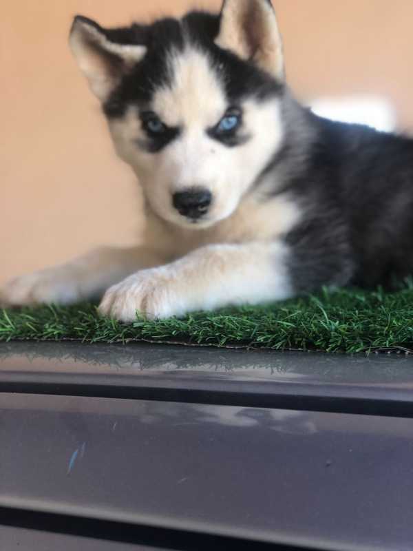 Siberian Husky For Sale In Bongaigaon