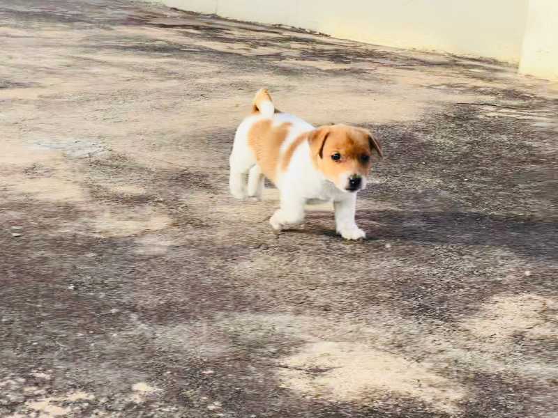 Jack Russell Terrier For Sale In Bangalore