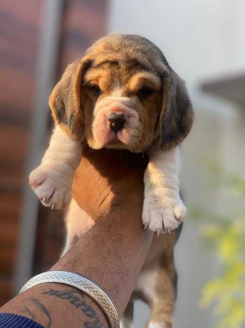 Beagle For Sale In Daman