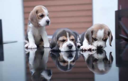 Beagle For Sale In Kochi