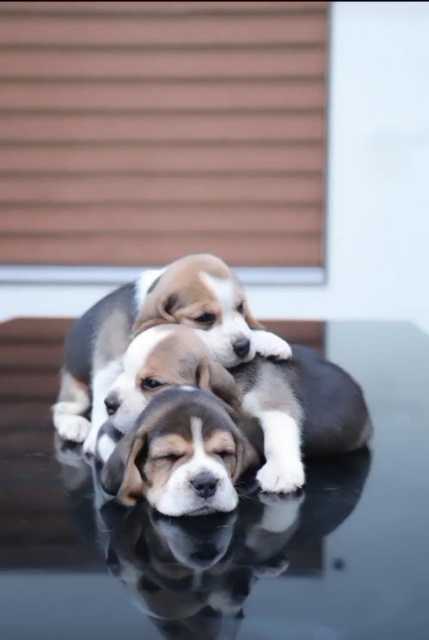 Beagle For Sale In Bargarh