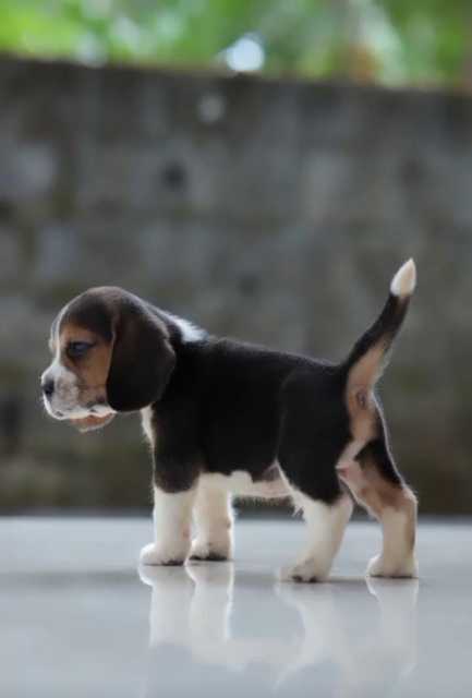 Beagle For Sale In Ambikapur