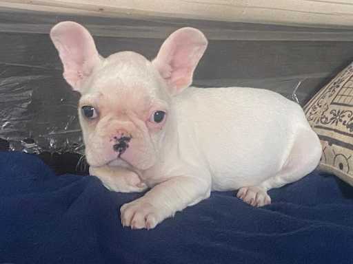French Bulldog For Sale In Kollam