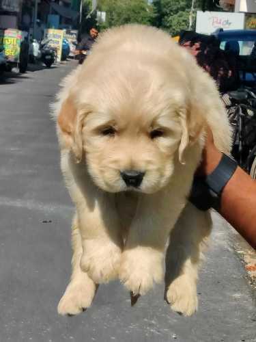 Golden Retriever For Sale In Mysore