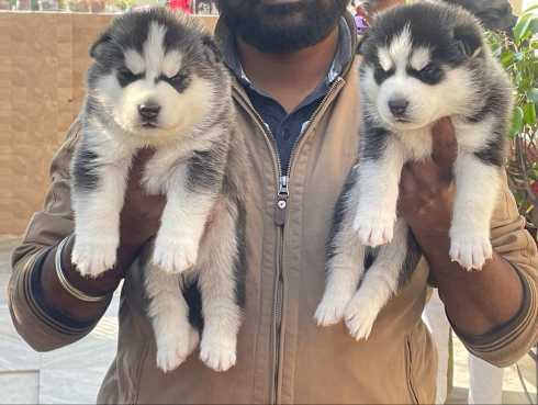 Siberian Husky For Sale In Chitradurga