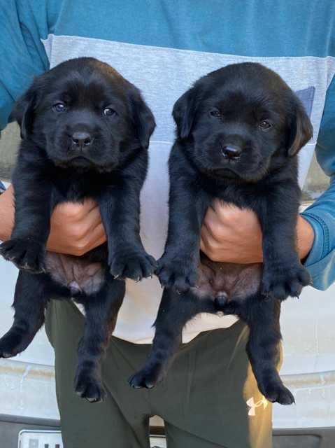 Labrador Retriever For Sale In Gangtok