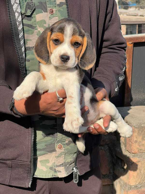 Beagle For Sale In Kavaratti