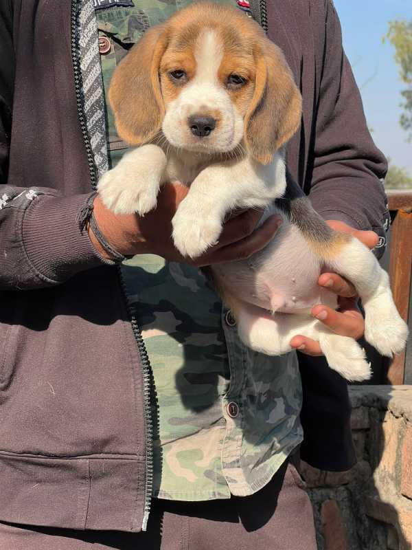 Beagle For Sale In Kakching