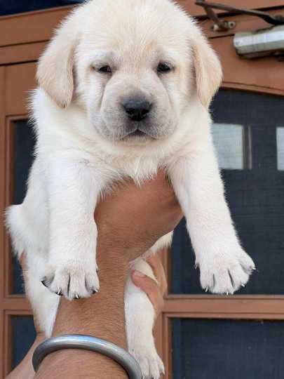 Labrador Retriever For Sale In Kavaratti