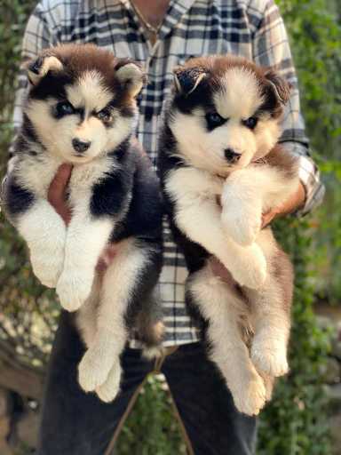 Siberian Husky For Sale In Kavaratti