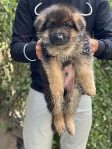 German Shepherd For Sale In Kavaratti