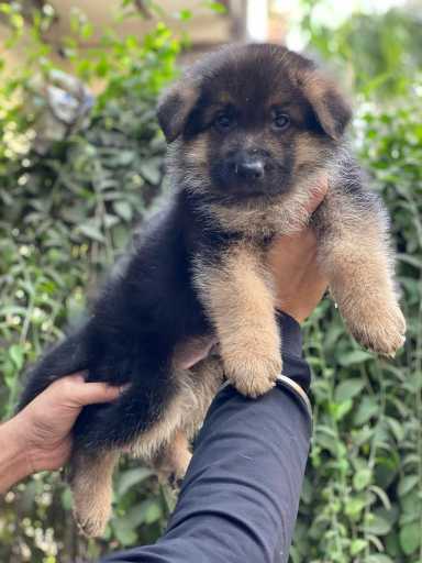 German Shepherd For Sale In Thrissur
