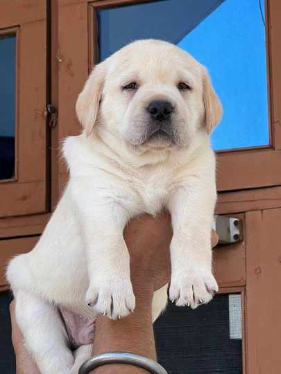 Labrador Retriever For Sale In Calicut