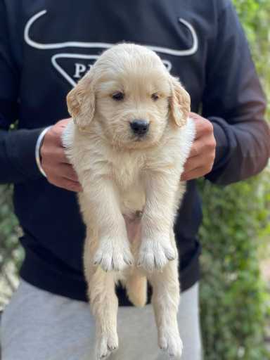 Golden Retriever For Sale In Dibrugarh