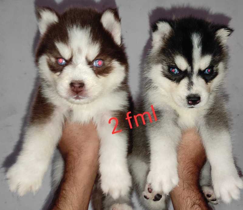 Siberian Husky For Sale In Kavaratti