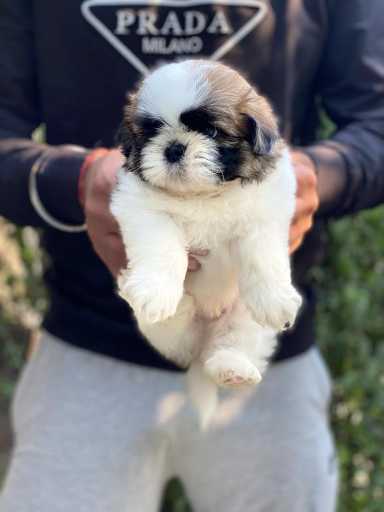Shih Tzu For Sale In Kavaratti