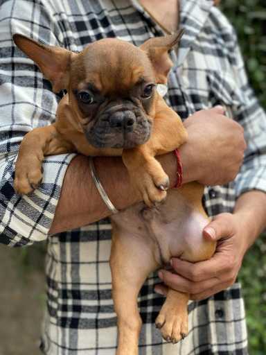 French Bulldog For Sale In Kavaratti