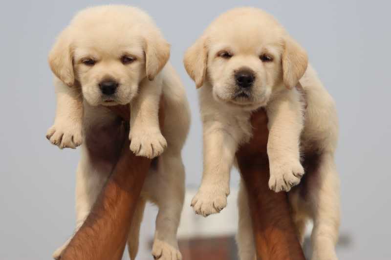 Labrador Retriever For Sale In Kozhikode