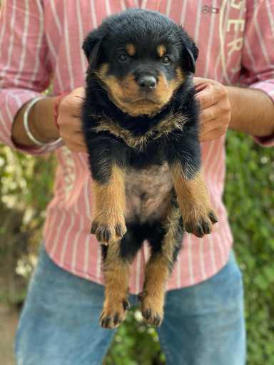 Rottweiler For Sale In Kavaratti