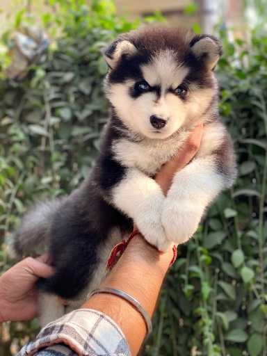 Siberian Husky For Sale In Simdega