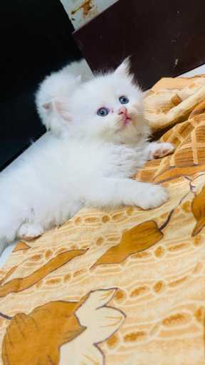 Persian For Sale In Kannur
