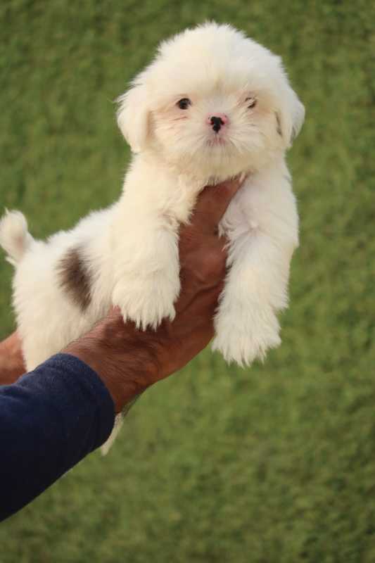 Shih Tzu For Sale In Kannur