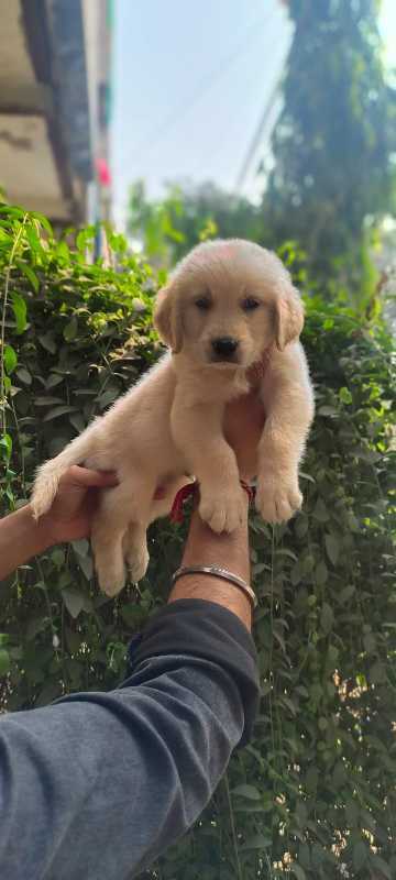 Golden Retriever For Sale In Howrah
