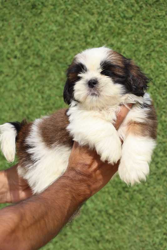 Shih Tzu For Sale In Kavaratti