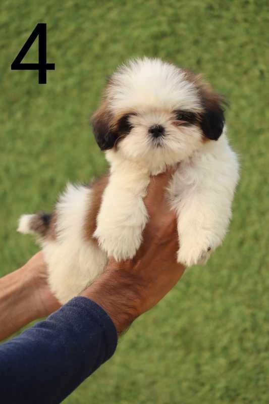 Shih Tzu For Sale In Guwahati